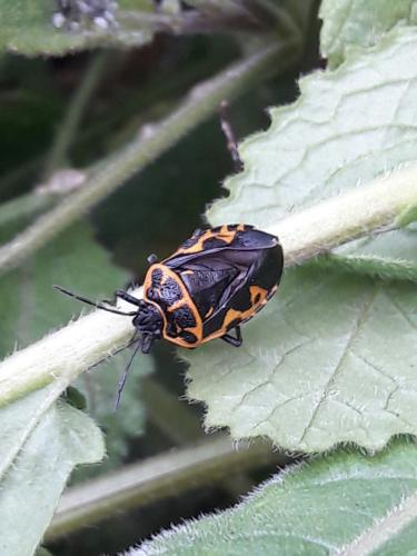 Réf. 315 361 : Eurydema ventralis